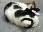 Sophie,poes van bijna 17 jr heeft acupunctuur ivm bewegingsproblemen en niet normaal miauwen.